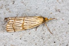 Crambini by (c) Drepanostoma, some rights reserved (CC BY), uploaded by Drepanostoma. Used under a CC-BY license.