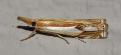 Crambus agitatellus by (c) Nick Block, some rights reserved (CC BY), uploaded by Nick Block. Used under a CC-BY license.