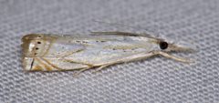 Crambus albellus by (c) Nick Block, some rights reserved (CC BY), uploaded by Nick Block. Used under a CC-BY license.