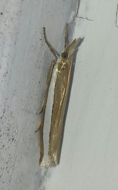 Crambus unistriatellus by (c) alicia penney, some rights reserved (CC BY), uploaded by alicia penney. Used under a CC-BY license.