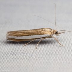 Crambus unistriatellus by (c) Ken-ichi Ueda, some rights reserved (CC BY), uploaded by Ken-ichi Ueda. Used under a CC-BY license.