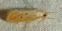 Diatraea lisetta by (c) David Dodd, some rights reserved (CC BY), uploaded by David Dodd. Used under a CC-BY license.