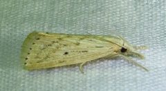 Diatraea lisetta by (c) David Dodd, some rights reserved (CC BY), uploaded by David Dodd. Used under a CC-BY license.