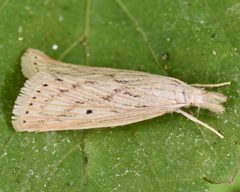 Diatraea lisetta by (c) skitterbug, some rights reserved (CC BY), uploaded by skitterbug. Used under a CC-BY license.