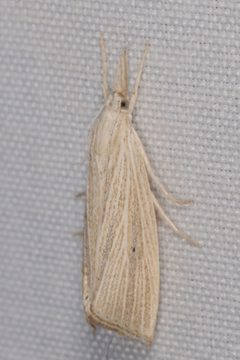 Eoreuma densellus by (c) Victor Engel, some rights reserved (CC BY), uploaded by Victor Engel. Used under a CC-BY license.