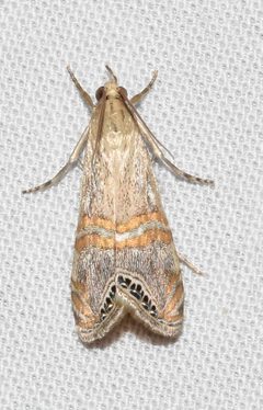 Euchromius ocellea by no rights reserved, uploaded by Chrissy McClarren and Andy Reago. Used under a CC0 license.