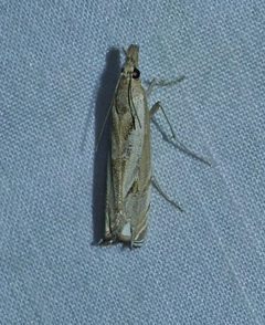 Mesolia baboquivariella by (c) Wendy McCrady, some rights reserved (CC BY), uploaded by Wendy McCrady. Used under a CC-BY license.