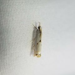Microcrambus biguttellus by (c) Leila Dasher, some rights reserved (CC BY), uploaded by Leila Dasher. Used under a CC-BY license.