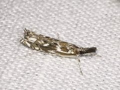 Prionapteryx serpentella by (c) Samuel Paul Galick, some rights reserved (CC BY), uploaded by Samuel Paul Galick. Used under a CC-BY license.