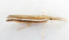 Thaumatopsis actuellus by (c) jimeckert49, some rights reserved (CC BY). Used under a CC-BY license.