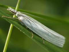 Crambus perlella by (c) Mario Bassini, some rights reserved (CC BY), uploaded by Mario Bassini. Used under a CC-BY license.