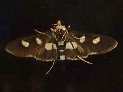 Desmia maculalis by (c) John P Friel, some rights reserved (CC BY), uploaded by John P Friel. Used under a CC-BY license.