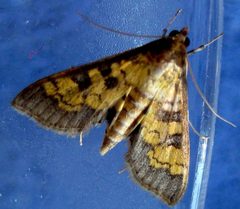 Diacme elealis by (c) David Dodd, some rights reserved (CC BY), uploaded by David Dodd. Used under a CC-BY license.