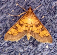 Diacme elealis by (c) David Dodd, some rights reserved (CC BY), uploaded by David Dodd. Used under a CC-BY license.