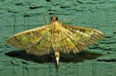 Diacme elealis by (c) David Dodd, some rights reserved (CC BY), uploaded by David Dodd. Used under a CC-BY license.