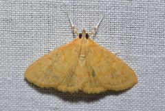 Ecpyrrhorrhoe puralis by (c) Andy Reago & Chrissy McClarren, some rights reserved (CC BY). Used under a CC-BY license.
