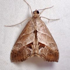 Evergestis triangulalis by (c) Sue Carnahan, some rights reserved (CC BY), uploaded by Sue Carnahan. Used under a CC-BY license.