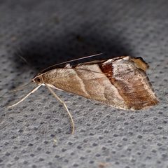 Evergestis triangulalis by (c) Sue Carnahan, some rights reserved (CC BY), uploaded by Sue Carnahan. Used under a CC-BY license.