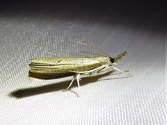 Fissicrambus mutabilis by (c) Annika Lindqvist, some rights reserved (CC BY), uploaded by Annika Lindqvist. Used under a CC-BY license.