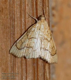 Aethiophysa dualis by (c) John Rosford, some rights reserved (CC BY), uploaded by John Rosford. Used under a CC-BY license.
