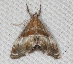 Dicymolomia metalliferalis by no rights reserved, uploaded by Scott Loarie. Used under a CC0 license.