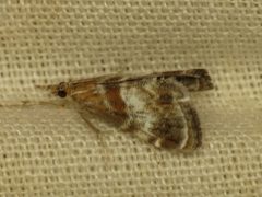 Dicymolomia metalliferalis by (c) Donald Hobern, some rights reserved (CC BY). Used under a CC-BY license.