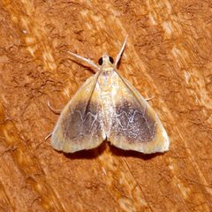 Glaphyria cappsi by (c) Laura Gaudette, some rights reserved (CC BY), uploaded by Laura Gaudette. Used under a CC-BY license.