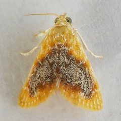 Glaphyria decisa by (c) jimeckert49, some rights reserved (CC BY). Used under a CC-BY license.