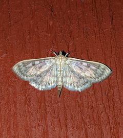 Herpetogramma aquilonalis by no rights reserved, uploaded by Ben Keen. Used under a CC0 license.