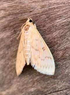 Herpetogramma fraxinalis by (c) Thomas Irvine, some rights reserved (CC BY), uploaded by Thomas Irvine. Used under a CC-BY license.