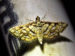 Hileithia magualis by (c) Annika Lindqvist, some rights reserved (CC BY), uploaded by Annika Lindqvist. Used under a CC-BY license.