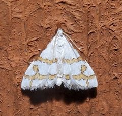 Leptosteges flavicostella by (c) Laura Gaudette, some rights reserved (CC BY), uploaded by Laura Gaudette. Used under a CC-BY license.