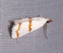 Leptosteges xantholeucalis by (c) Laura Gaudette, some rights reserved (CC BY), uploaded by Laura Gaudette. Used under a CC-BY license.