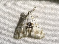 Lipocosma adelalis by (c) Samuel Paul Galick, some rights reserved (CC BY), uploaded by Samuel Paul Galick. Used under a CC-BY license.