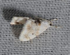 Lipocosma adelalis by no rights reserved, uploaded by Chrissy McClarren and Andy Reago. Used under a CC0 license.