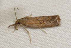 Neodactria luteolellus by (c) Nick Block, some rights reserved (CC BY), uploaded by Nick Block. Used under a CC-BY license.
