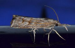 Neodactria luteolellus by (c) Andy Reago & Chrissy McClarren, some rights reserved (CC BY). Used under a CC-BY license.