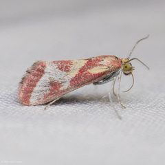 Noctueliopsis aridalis by (c) Ken-ichi Ueda, some rights reserved (CC BY), uploaded by Ken-ichi Ueda. Used under a CC-BY license.