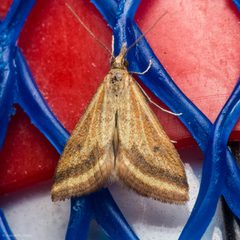 Microtheoris ophionalis by (c) Ken-ichi Ueda, some rights reserved (CC BY), uploaded by Ken-ichi Ueda. Used under a CC-BY license.