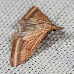 Microtheoris ophionalis by (c) Ken-ichi Ueda, some rights reserved (CC BY), uploaded by Ken-ichi Ueda. Used under a CC-BY license.