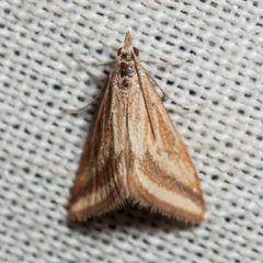 Microtheoris ophionalis by (c) Ken-ichi Ueda, some rights reserved (CC BY), uploaded by Ken-ichi Ueda. Used under a CC-BY license.
