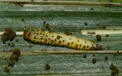 Orphanostigma haemorrhoidalis by (c) Sunčana Bradley, some rights reserved (CC BY), uploaded by Sunčana Bradley. Used under a CC-BY license.