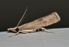 Parapediasia teterrellus by (c) Don Loarie, some rights reserved (CC BY). Used under a CC-BY license.