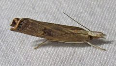 Parapediasia teterrellus by (c) David Dodd, some rights reserved (CC BY), uploaded by David Dodd. Used under a CC-BY license.