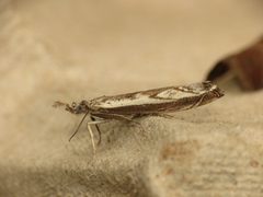 Platytes by (c) Donald Hobern, some rights reserved (CC BY). Used under a CC-BY license.