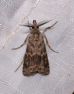 Prionapteryx indentella by (c) Laura Gaudette, some rights reserved (CC BY), uploaded by Laura Gaudette. Used under a CC-BY license.