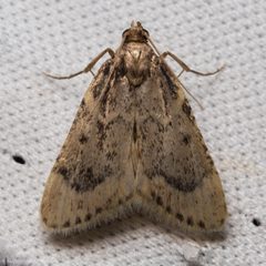 Achyra by (c) Ken-ichi Ueda, some rights reserved (CC BY), uploaded by Ken-ichi Ueda. Used under a CC-BY license.