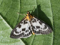 Anania hortulata by (c) Barry Cottam, some rights reserved (CC BY), uploaded by Barry Cottam. Used under a CC-BY license.