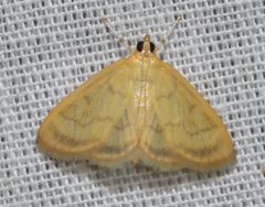 Crocidophora by (c) Andy Reago & Chrissy McClarren, some rights reserved (CC BY). Used under a CC-BY license.