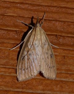 Crocidophora by (c) Laura Gaudette, some rights reserved (CC BY), uploaded by Laura Gaudette. Used under a CC-BY license.